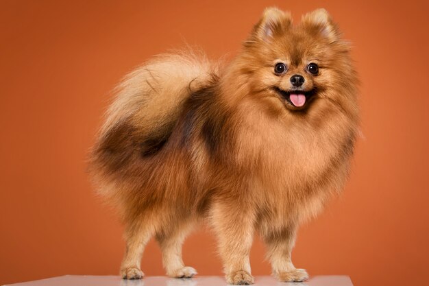 Animal. Spitz fofo