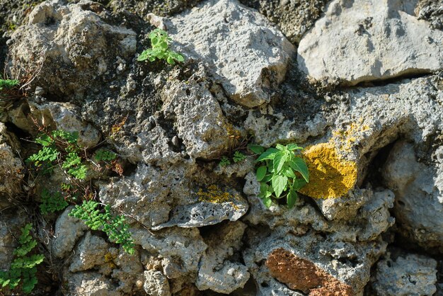 Antiga parede de pedra selvagem coberta de musgo e plantas para plano de fundo ou textura