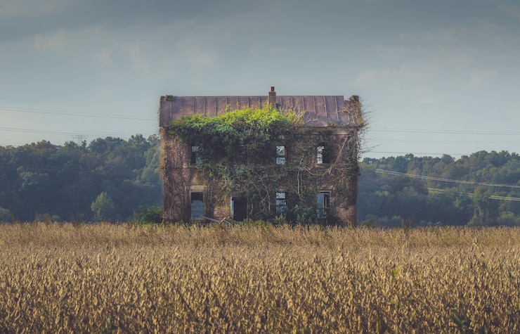 Foto grátis antigo prédio abandonado coberto por longas vinhas no meio de um campo