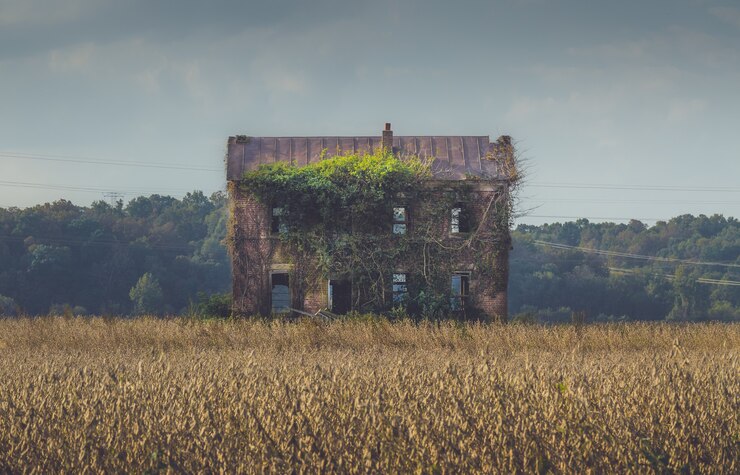 Foto grátis antigo prédio abandonado coberto por longas vinhas no meio de um campo