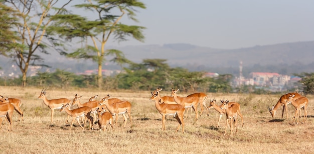 Foto grátis antílope no quênia, áfrica