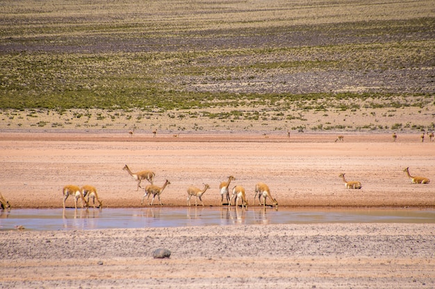 Antílopes pequenos bebendo água do lago em um vale deserto