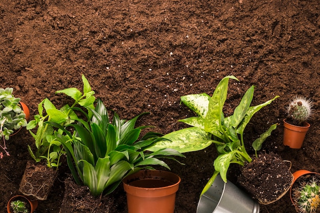 Apartamento leigos de plantas e ferramentas de jardinagem com copyspace