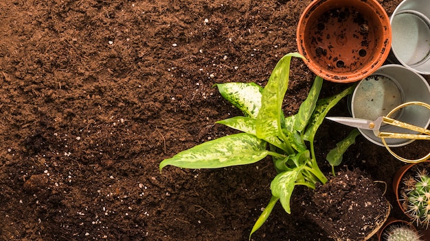 Foto grátis apartamento leigos de plantas e ferramentas de jardinagem com copyspace