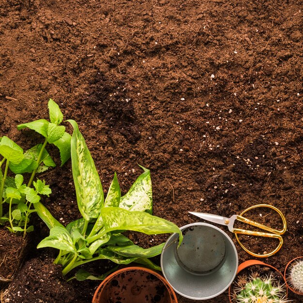 Apartamento leigos de plantas e ferramentas de jardinagem com copyspace