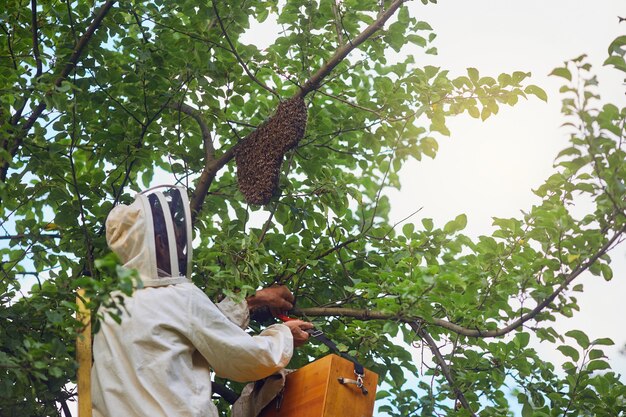 Apicultor colocando a colmeia da árvore na caixa