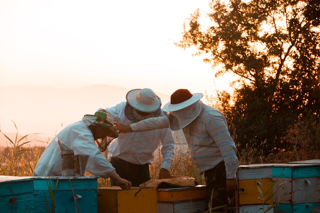 Foto grátis apicultores abrindo caixas de madeira para colmeias. foto de alta qualidade