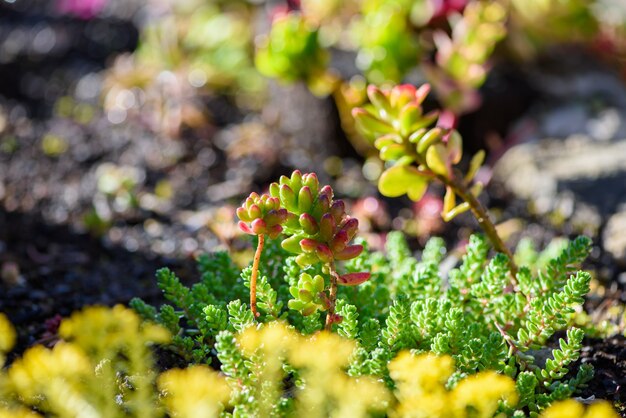 Após a chuva, as plantas suculentas