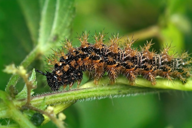 Aproximação da lagarta pontiaguda da borboleta do mapa, Araschnia levana, na vegetação