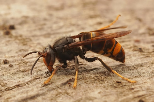 Aproximação da vespa Hornet com pernas amarelas asiáticas, Vespa velutina,