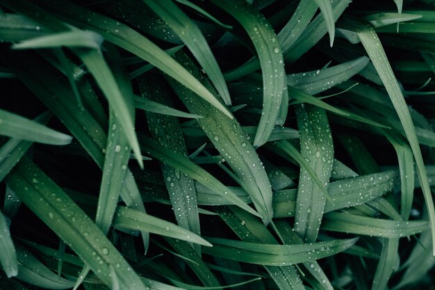 Aproximação de lâminas verdes escuras de grama cobertas com gotas de orvalho Textura de folhas molhadas em um matagal