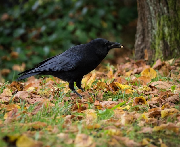 Aproximação de um lindo corvo negro em pé sobre uma pilha de grama coberta de folhas outonais