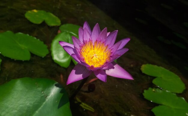 Aproximação de uma flor de lótus roxa em uma lagoa decorativa