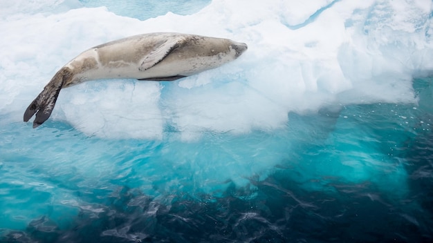 Foto grátis aproximação de uma foca fofa descansando no gelo à luz do dia na antártida