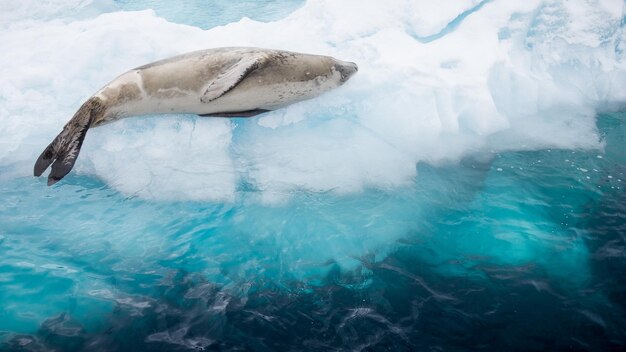 Aproximação de uma foca fofa descansando no gelo à luz do dia na Antártida