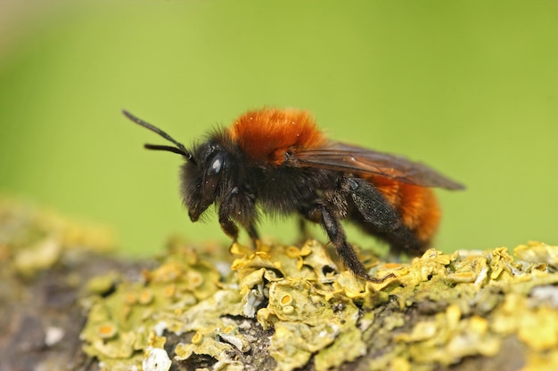 Aproximação de uma linda abelha de mineração Tawny feminina colorida, Andrena fulva sentada em um galho coberto de líquen