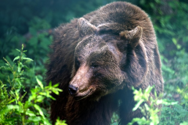 Aproximação do urso pardo euro-asiático na floresta ursus arctos arctos