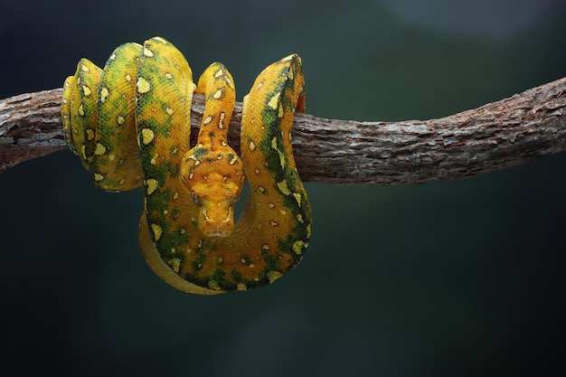 Aproximação juvenil de píton-árvore verde em galho com fundo natural píton-árvore verde morelia viridis