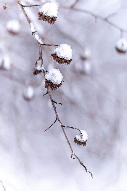 Aproximação vertical de flores secas de inverno em um galho coberto de bolas de neve
