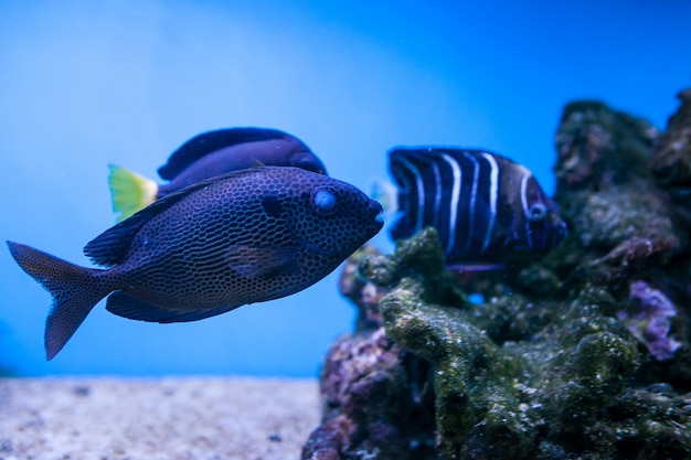 Aquário, submarinas, panorama, coral, peixe