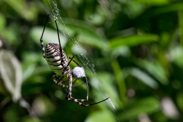 Aranha Argiope Banded (Argiope trifasciata) em sua teia prestes a comer sua presa, uma refeição de mosca
