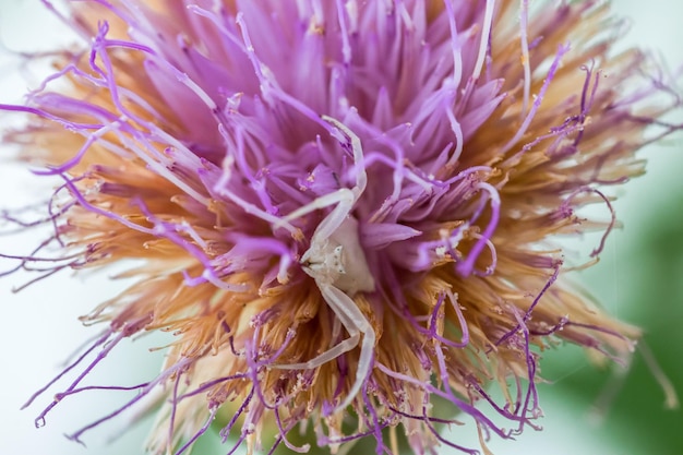 Aranha de caranguejo branca Thomisus onustu em Maltês RockCentaury flor Cheirolophus crassifolius