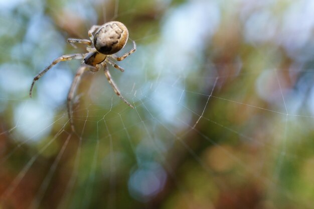 Aranha em sua teia atrás de um fundo verde