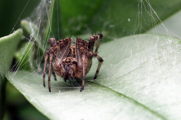 aranha esperando por sua presa nas folhas verdes closeup de aranha