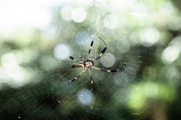 Aranha exótica na web closeup