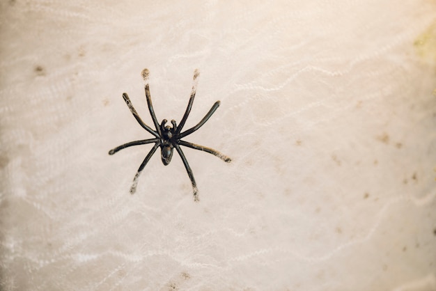 Aranha grande em teia de aranha