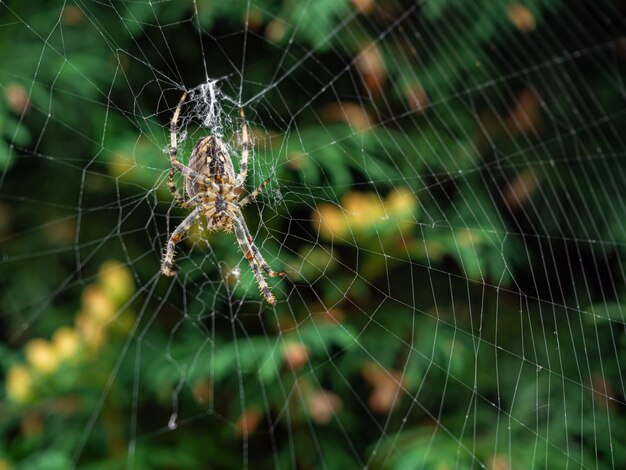 aranha listrada marrom, fazendo sua teia natural durante o dia