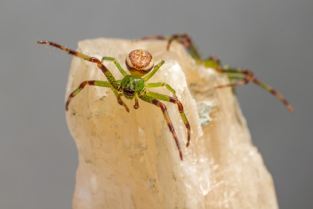 Aranha marrom e verde em rocha branca