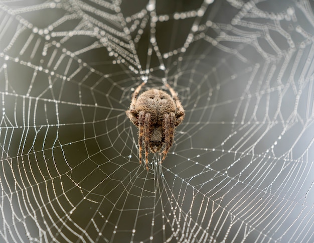 aranha marrom subindo em uma teia de aranha com um fundo desfocado