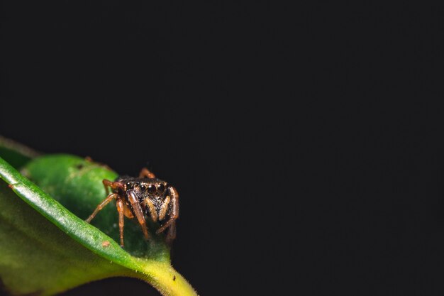 Aranha saltadora em uma planta