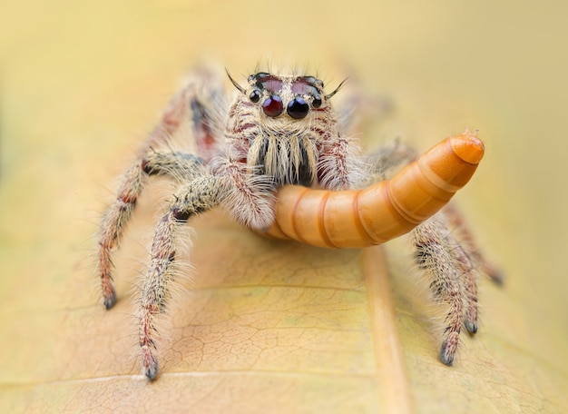 Foto grátis aranha saltadora