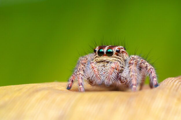 Aranha saltadora