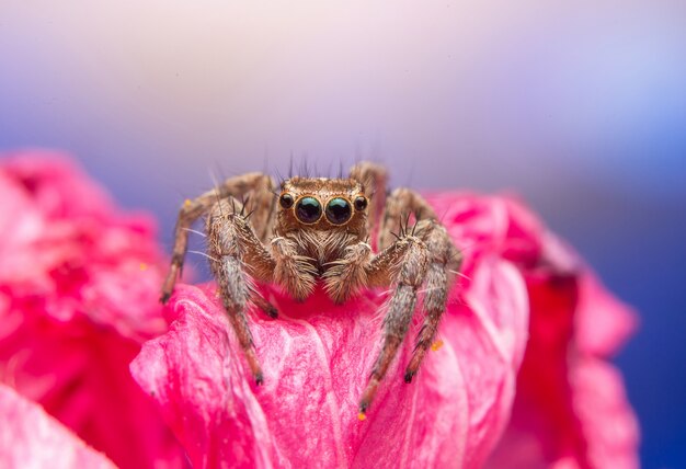 Aranha saltadora