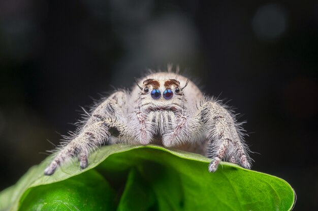 Aranha saltadora