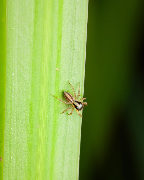 Aranha tecelã de funil na lâmina de grama no prado