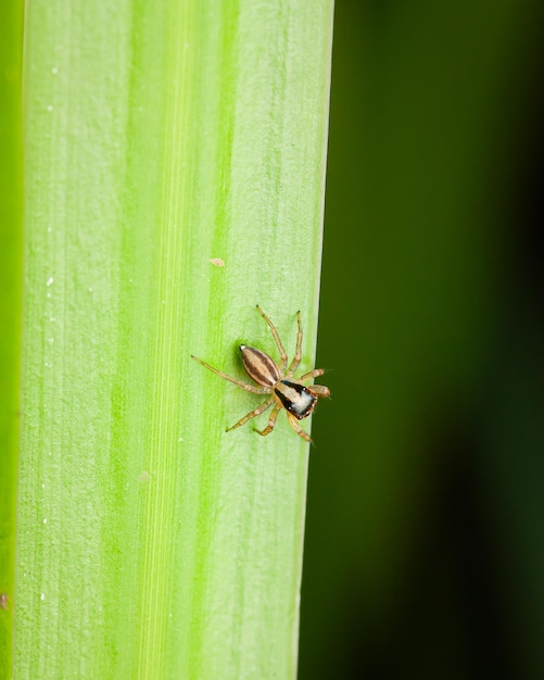 Aranha tecelã de funil na lâmina de grama no prado