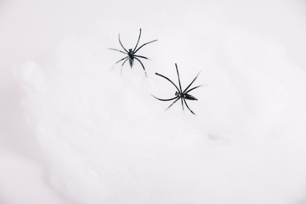 Aranhas rastejando no fundo branco