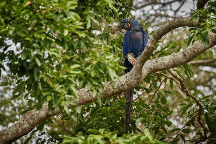 Foto grátis arara-azul em uma palmeira no habitat natural