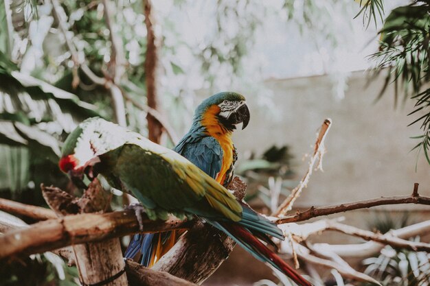 Arara colorida linda papagaios em galhos finos de uma árvore em um parque