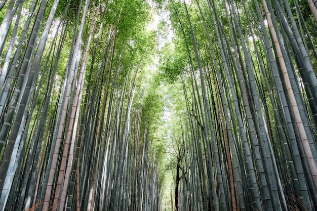 Foto grátis arashiyama bamboo groves floresta no japão