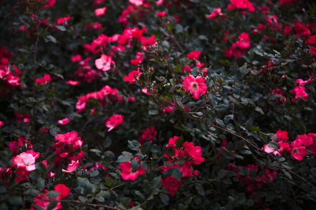 Arbusto com flores brilhantes