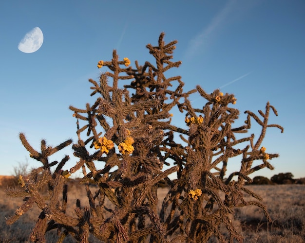 Arbusto de cacto selvagem com flores amarelas no deserto