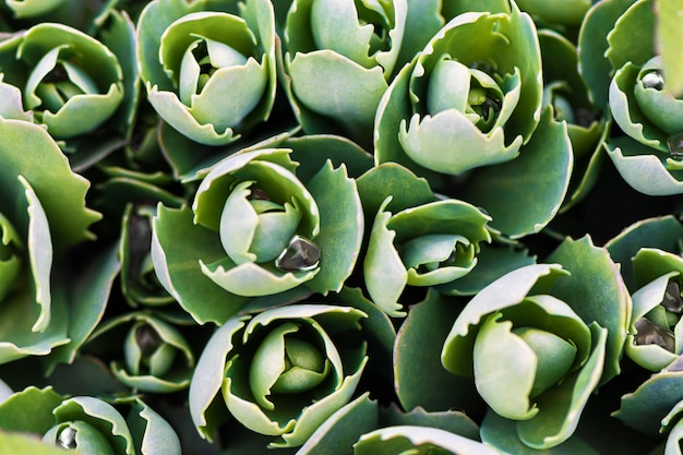 Arbusto verde do echeveria, fim acima.