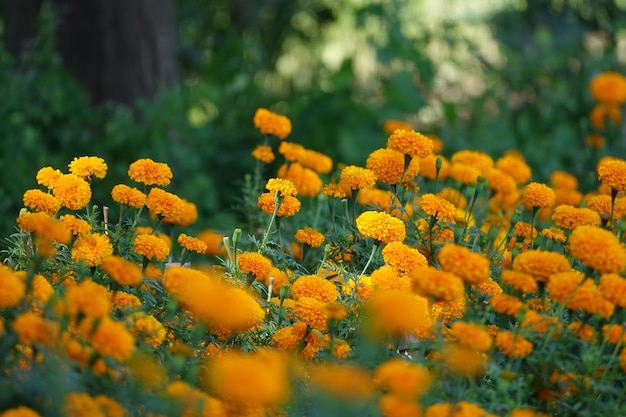 Arbustos com flores amarelas