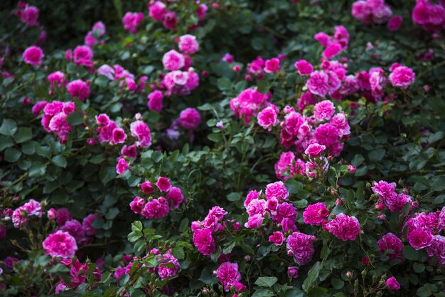 Arbustos de flores magenta