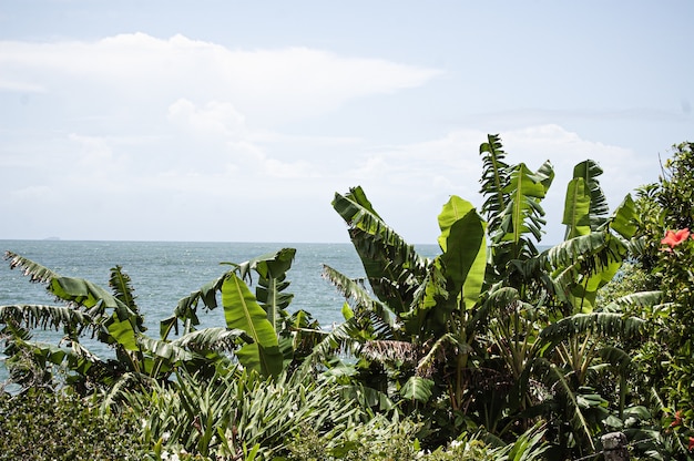 arbustos e árvores com o mar ao fundo em Florianópolis, Brasil